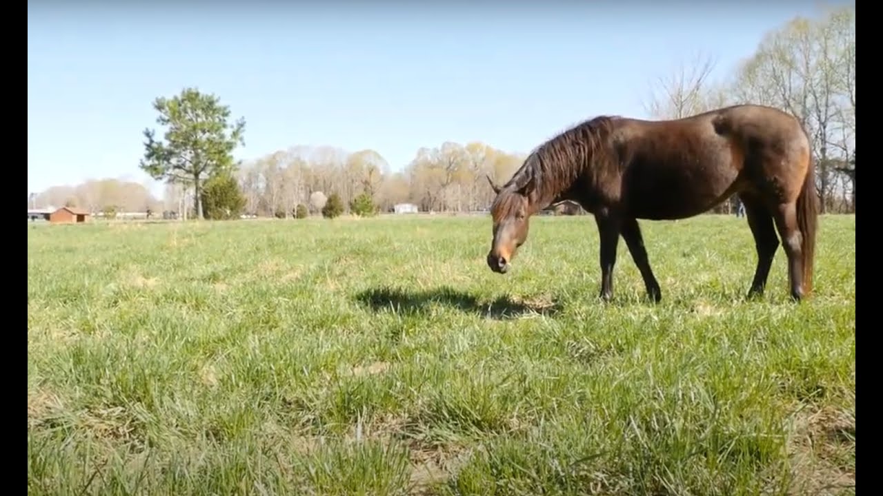 Introduction to Equine Dry Lots