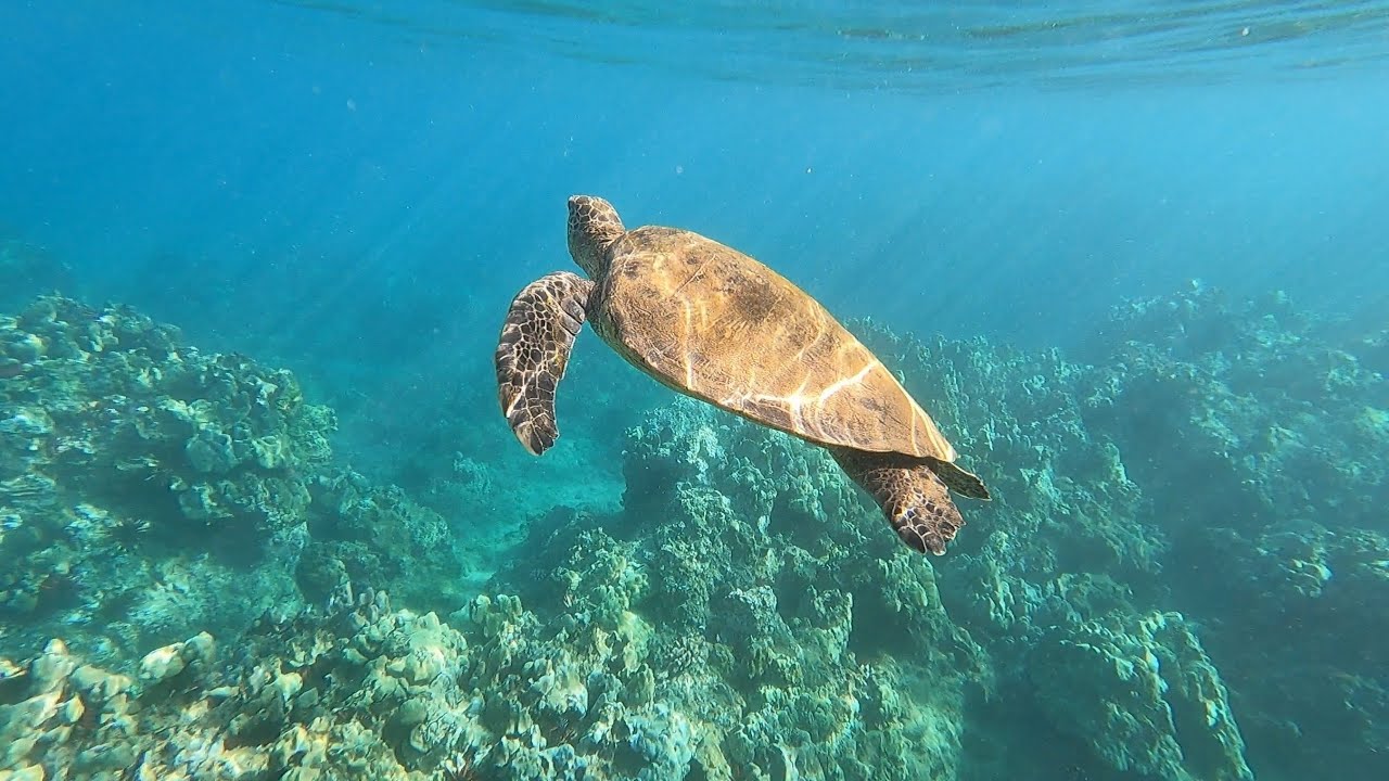 Swimming with sea turtles