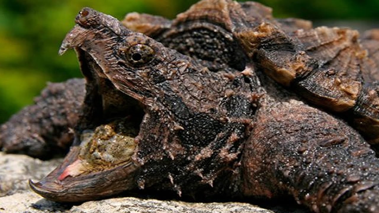 7 Tortues Exotiques Qui Sont Uniques Au Monde