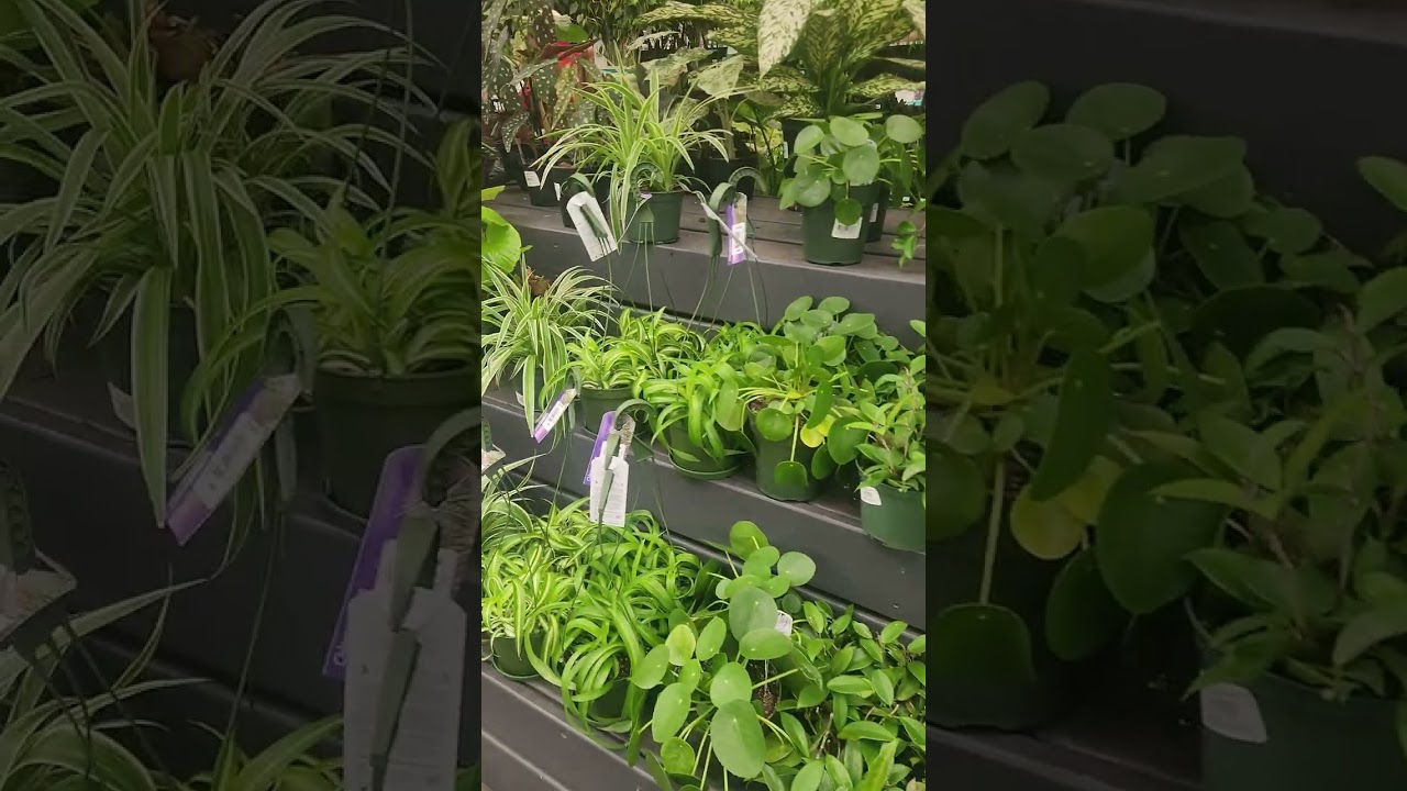 Buscando plantas con my wife 