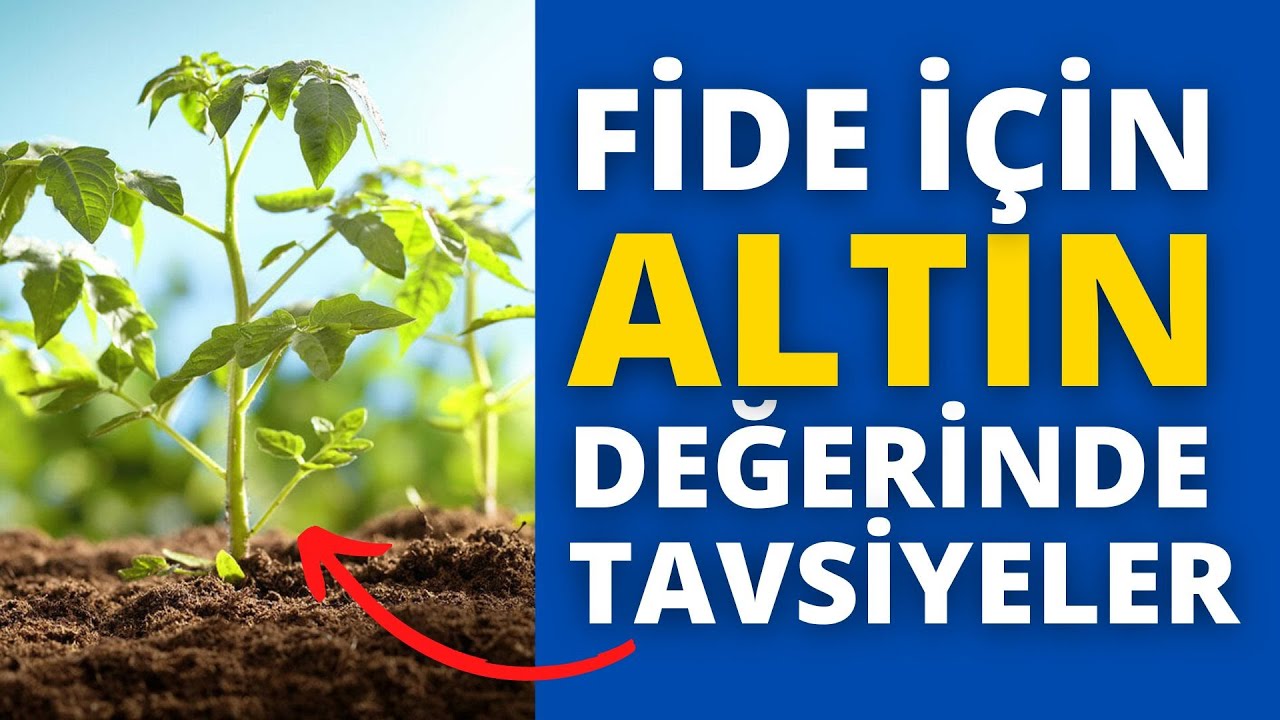 FİDE üretenler MUTLAKA bunlara dikkat edin II evde fide yetiştiriciliği nasıl yapılır