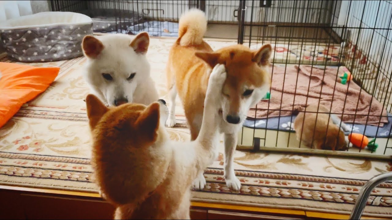 弟柴犬が留守だと姉柴犬は両親犬と子犬独占でこんな感じでしたw