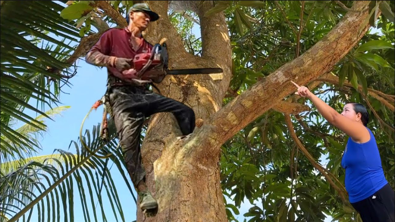  chú tính cưa hạ cây xoài thanh ca to lớn ở lương phi tri tôn # Bangcuacay