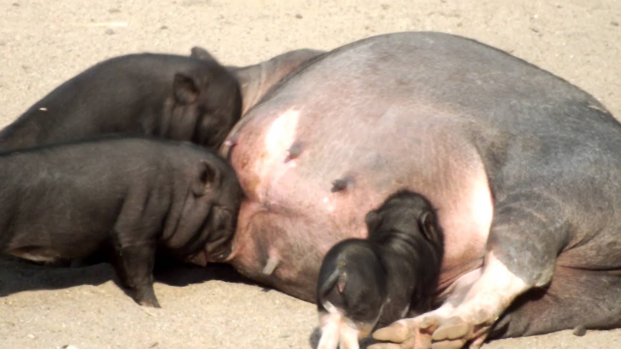 Prost! - Kleine Schweine beim Trinken