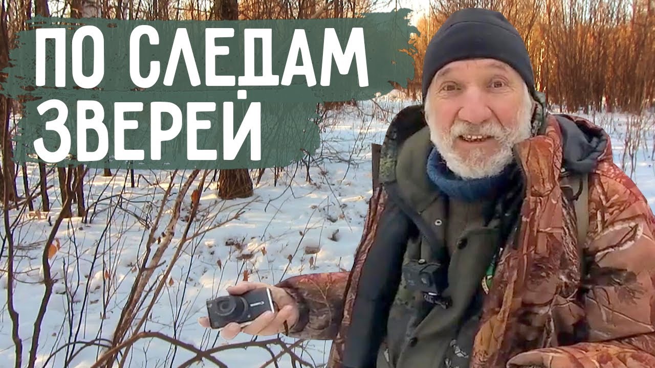 По следам зверей