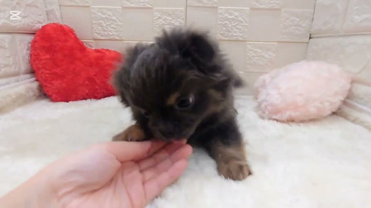 No 200456　チワワ♂　ペットショップ犬の家猫の里アミーゴ神の倉店