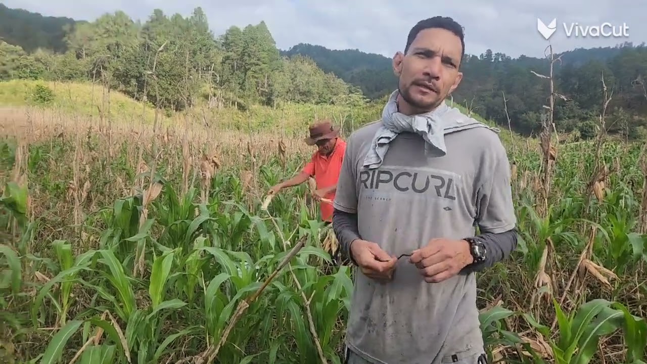 Aprendiendo A cosechar Maiz  motibado con mente pocitiba #motivacionentrabajo 