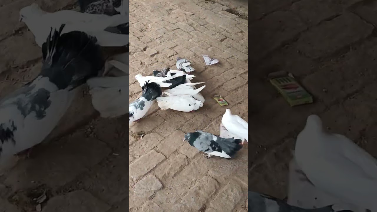 Asian Pigeon🥰#short #trendingshorts #shortsyoutube