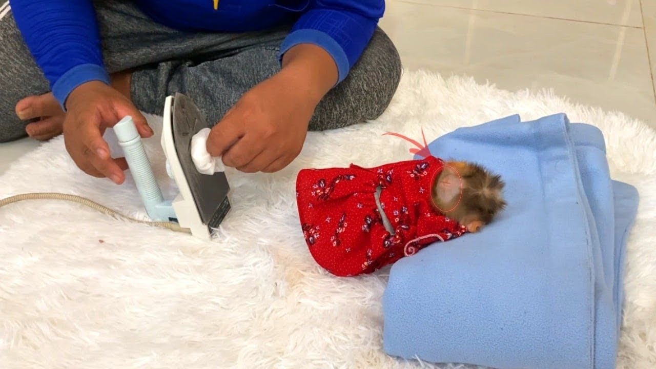 Piteeey Baby Monkey Zhuly Re-ckless Play Recovers Old Injuriessss