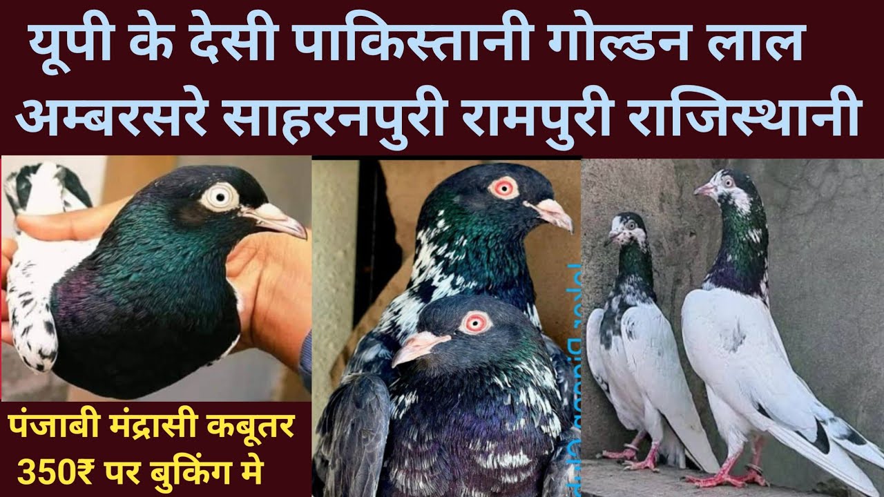 छोटे भाई बड़े भाई लाये भारत के फेमशः देसी हायफ्लाई छापदार कबूतर|पंजाबी मद्रासी कबूतर |9/02/26