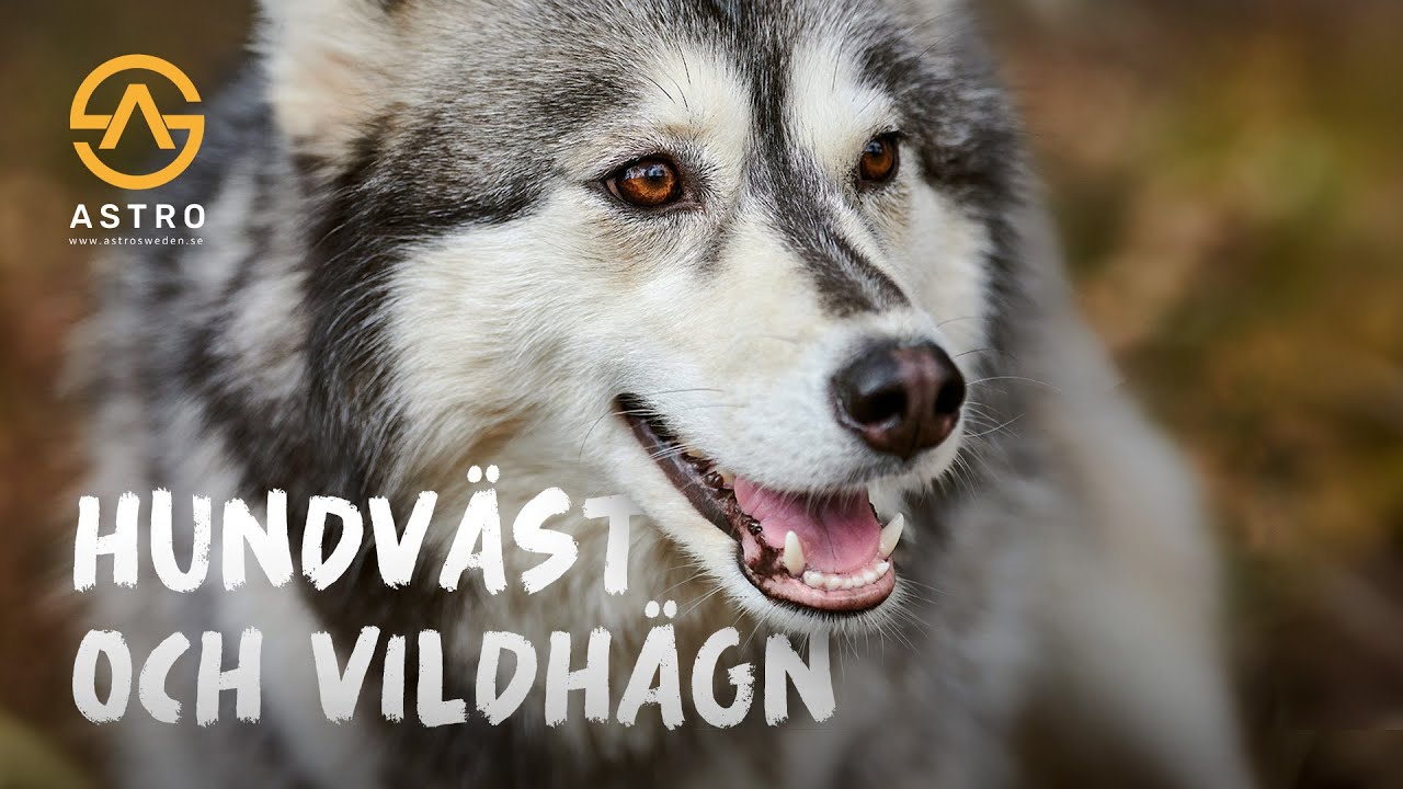 Skyddsväst för vildsvin och rovdjur i hägn - Astro Sweden
