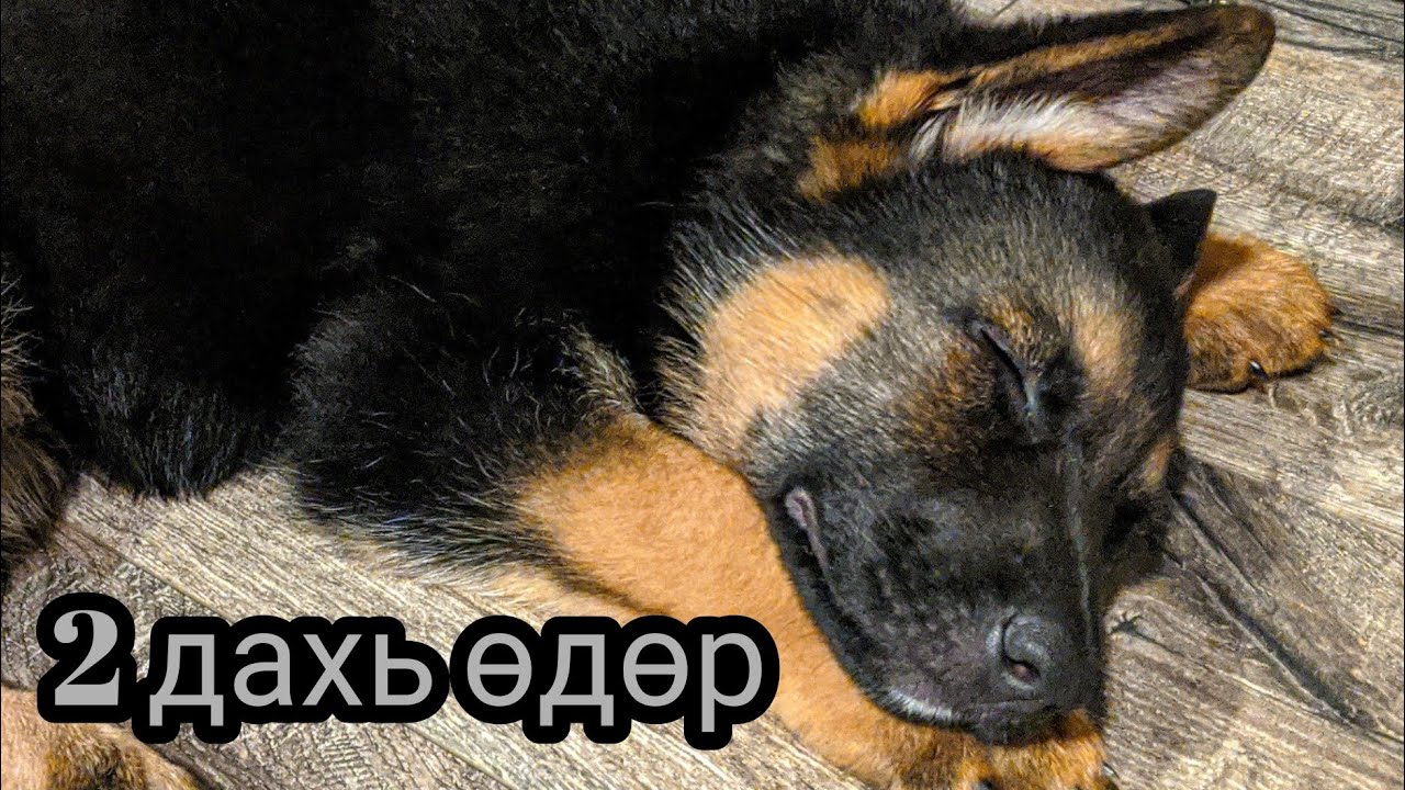 Бидэнд дасах гээд л байна 🙏🙏❤️❤️ Влог 80