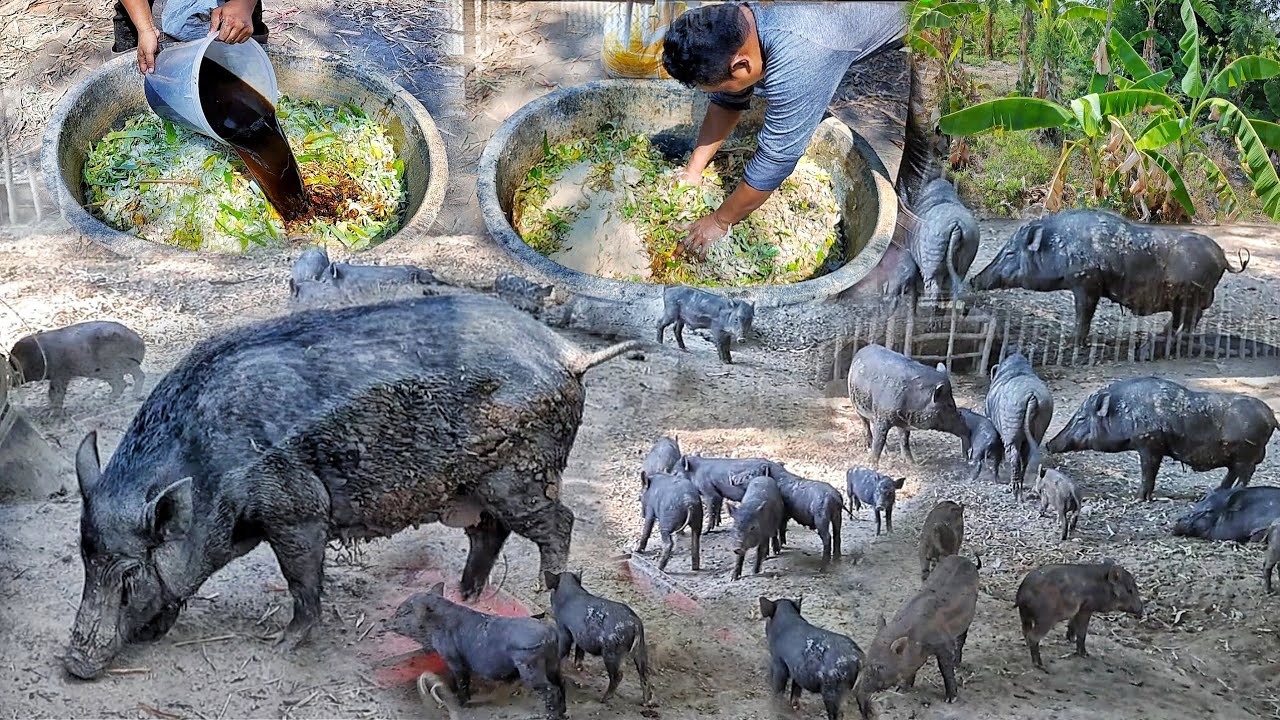 สูตรอาหารลดต้นทุนเลี้ยงสัตว์ เลี้ยงหมูกับอาหารแสนประหยัด