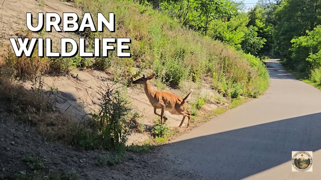 Surprise encounter on my morning walk Under Morningside Bridge.🦌