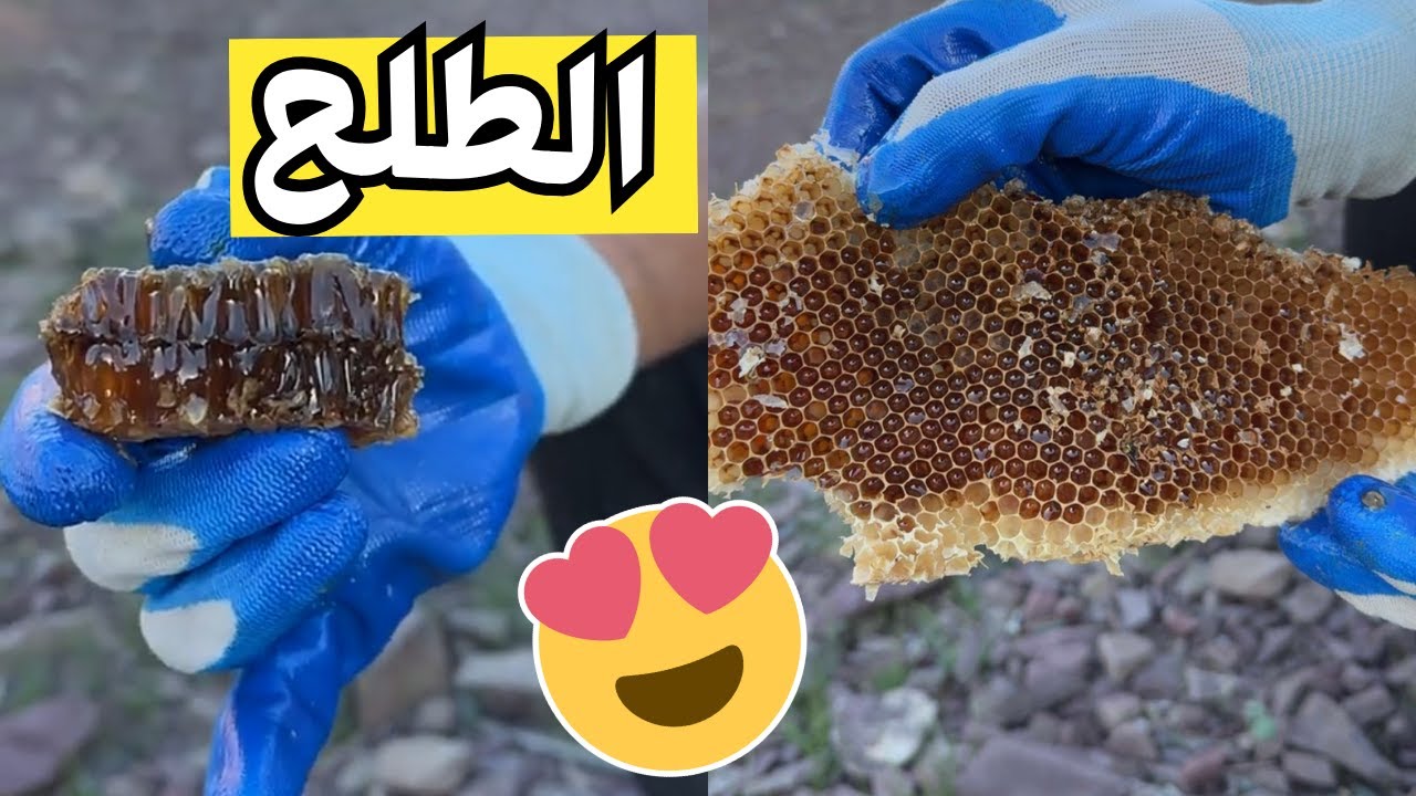 رحلة قص عسل الطلح مع زعتور 🍯🐝 (نحلها شرس!)