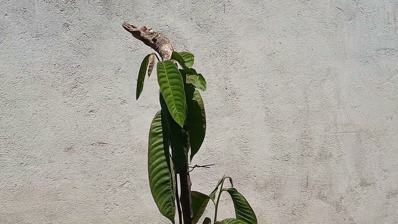 Passando em vista o pomar 