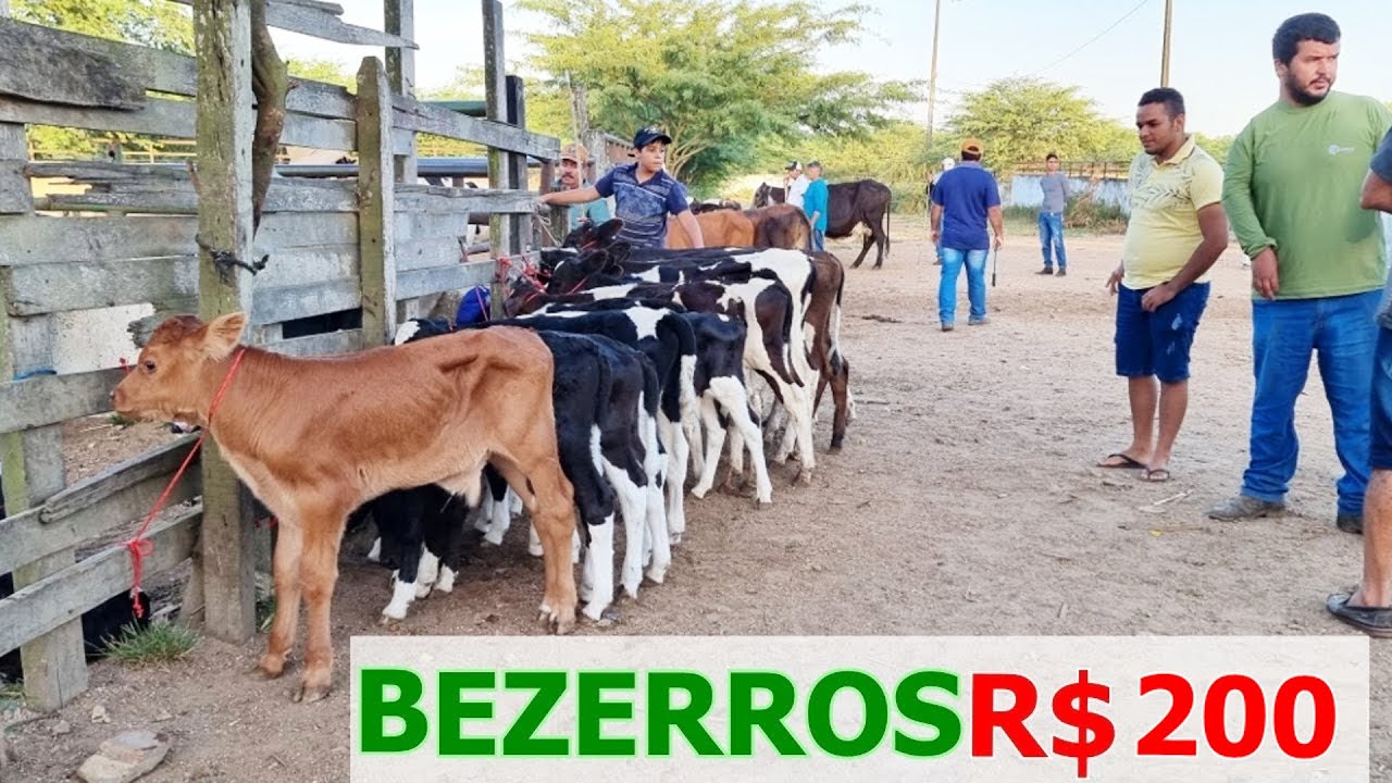 FEIRA DO GADO EM CARUARU-PE  29-04-2025 #nordeste