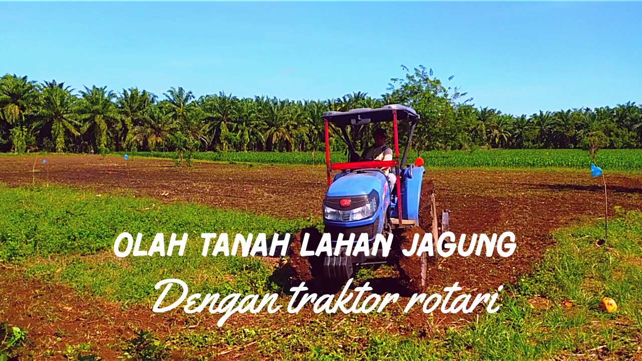 Olah tanah lahan jagung dengan traktor rotari