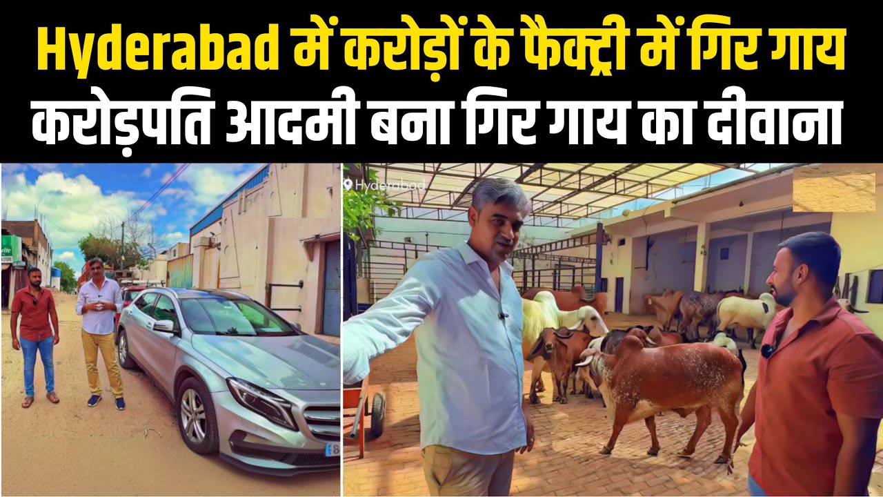 हैदराबाद शहर के बीच अद्भुत गिर (GYR) गोपालन 👉 छोटी सी जगह में शानदार management 🙏 सब idea Fail