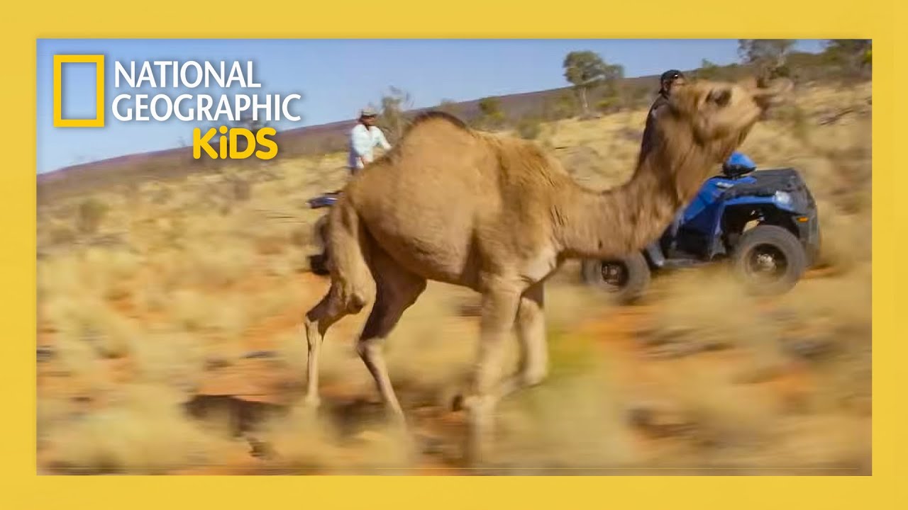 Wild Camel Chase 🐪 | Out There with Jack Randall Full Episode | @natgeokids