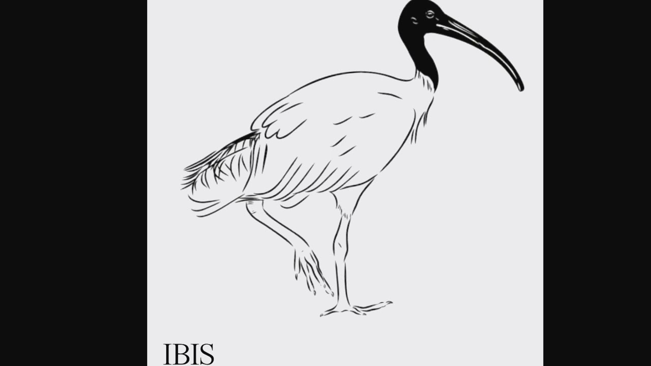 Ibis, Pt I - Yungblud Idols parody [Australian Birds Edition]