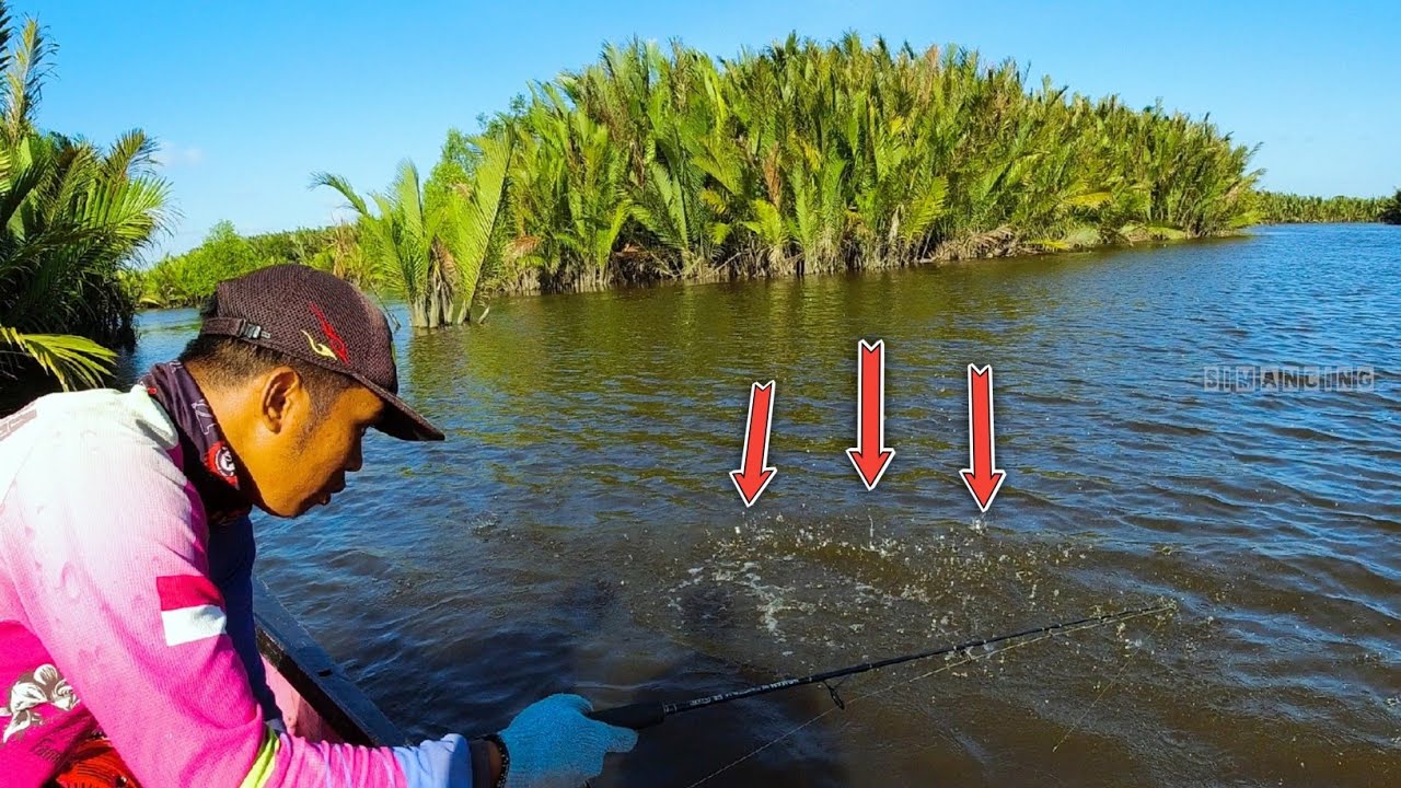 Mancing Mangrove Jack Besar, Bonus Black Bass, Ikan Kakap Jenaha, Kerapu dan GT Muara Sungai