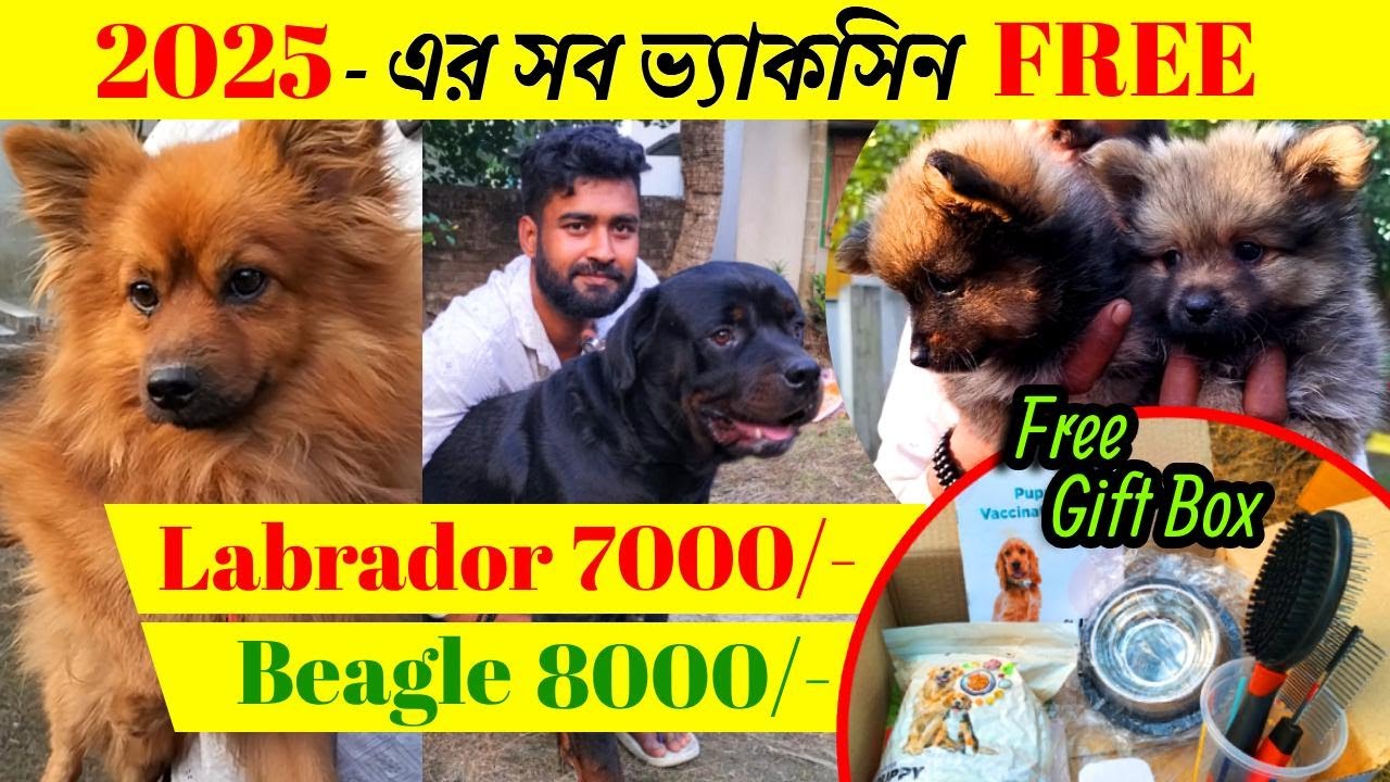 Home Breed Dog | OM Pet Shop : 6296565702 | Home Breed Puppies | Dog Market in Kolkata | dogs