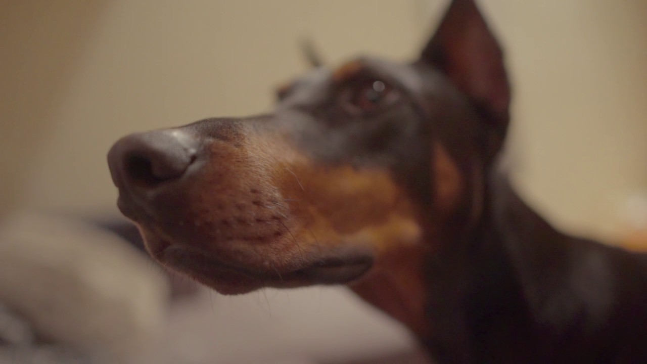 Maya Gaia Zoe feat. Green rubber pig.