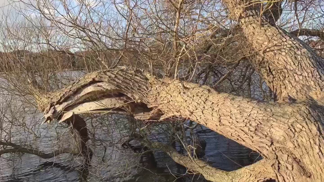 Haderslev Dampark 31.03.2019
