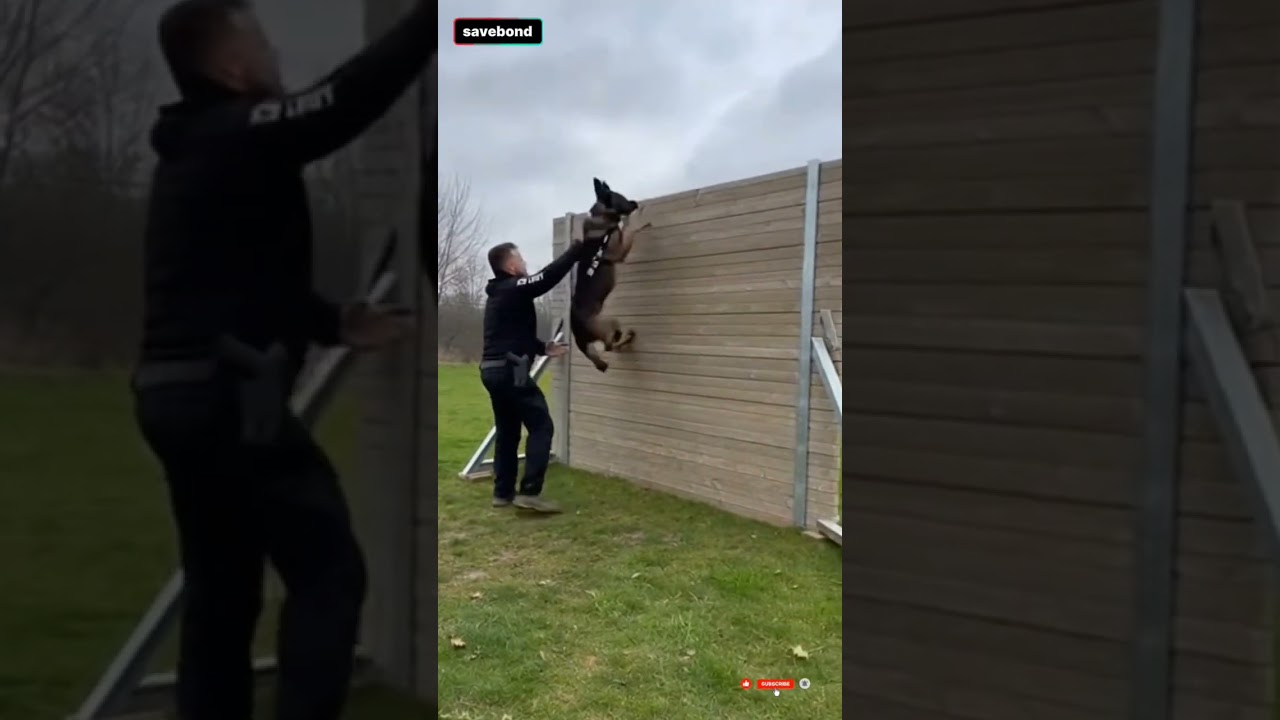 K9 Dog Jump Over The Wall 🐕💪 | Powerful Military Training Skills | 