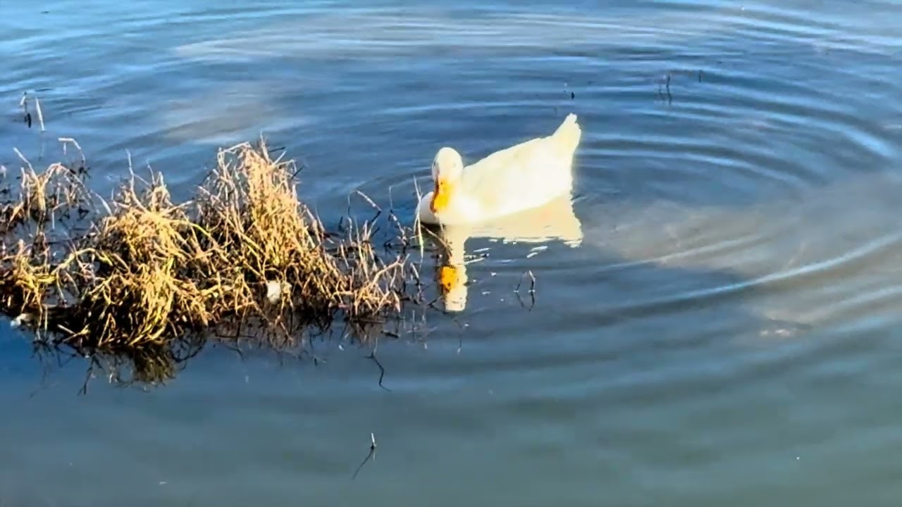 LAGO  6