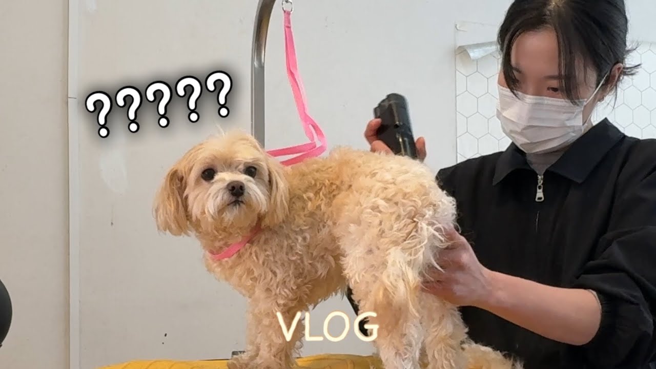 [VLOG] 여유로운날 브이로그👀🩵 | 겟레디윗미 | GRWM | 말티푸 | 믹스견은 사랑입니다 | 애견미용사브이로그