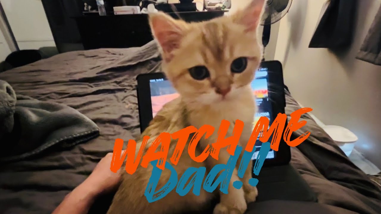 Dad Watch Me, Not Your Tablet! 🤣 | Cute Kitten | Cat Lovers | British Shorthair 