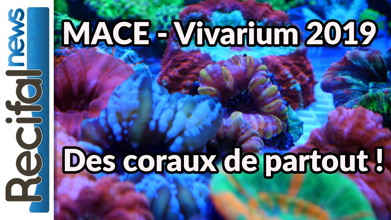 MACE - Vivarium 2019 : des coraux de folie !