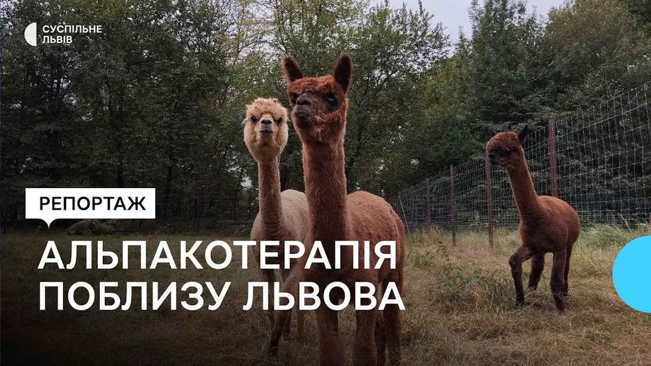 Трьох альпак з Нідерландів привезли на Львівщину: що про них варто знати