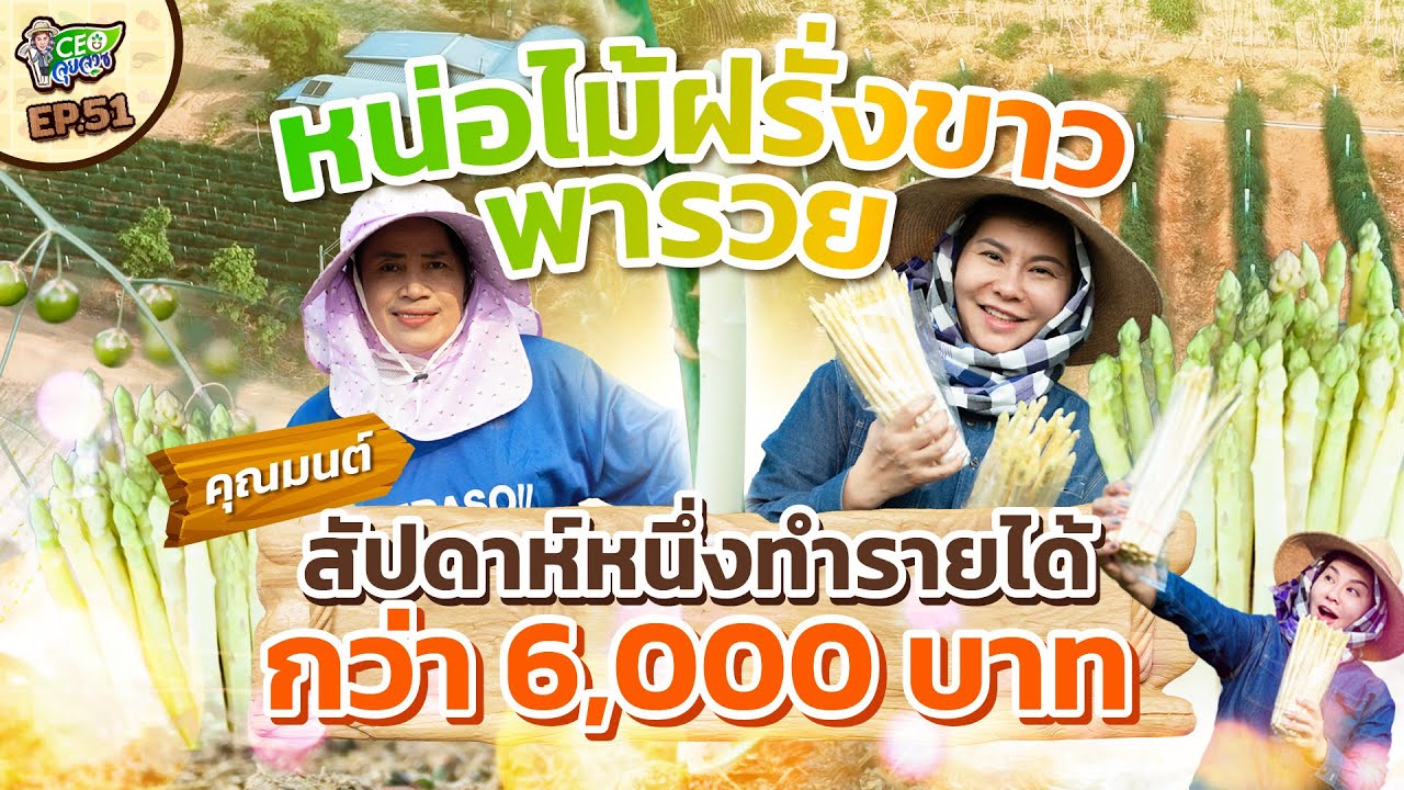 หน่อไม้ฝรั่งขาวพารวย 💸 สัปดาห์หนึ่งทำรายได้กว่า 6,000 บาท! | EP.51 | CEO ลุยสวน