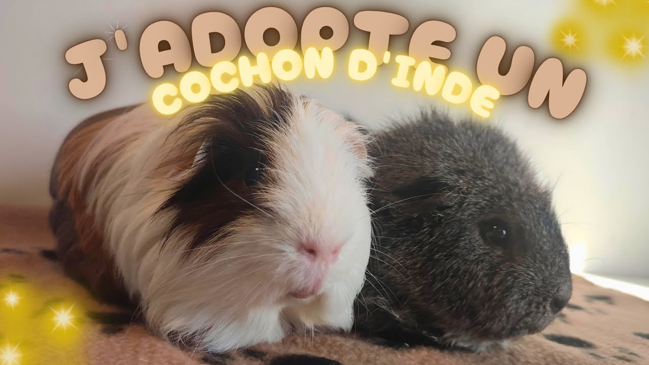 J'ADOPTE UN NOUVEAU COCHON D'INDE!