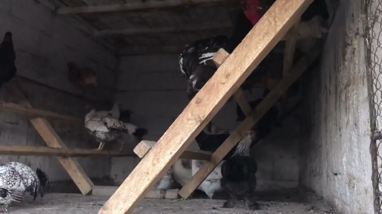 În vizită la un alt prieten vă prezint niște găini și cocoși de top + rase diferite