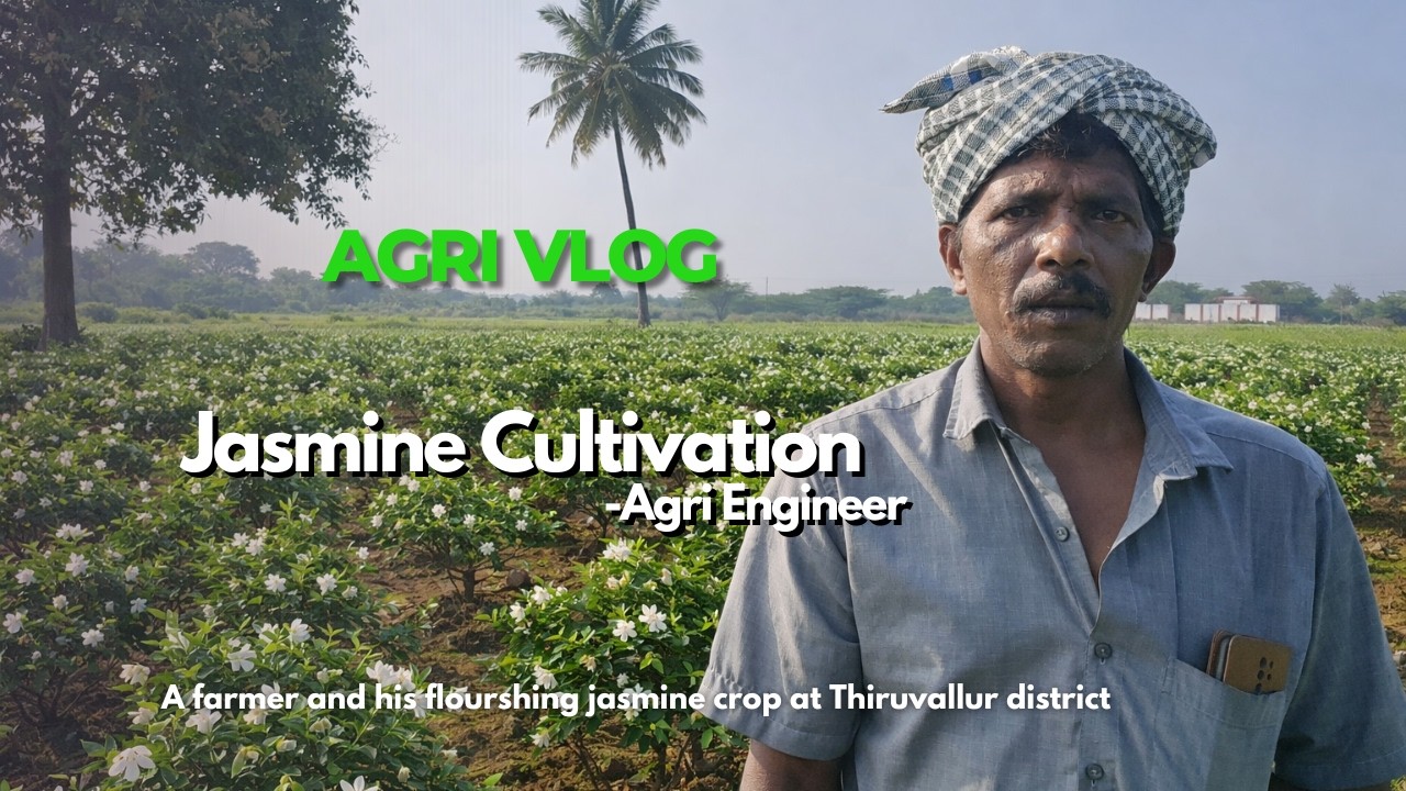 Jasmine Cultivation🌼(மல்லிகைப் பூ விவசாயம்) Field Visit & Farmer Interaction at Thiruvallur#agrivlog