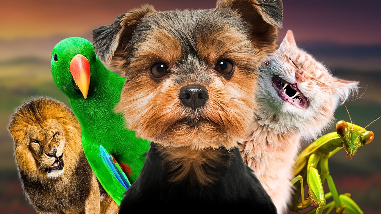 Les animaux ont-ils de la personnalité? (Les insectes vont vous surprendre)