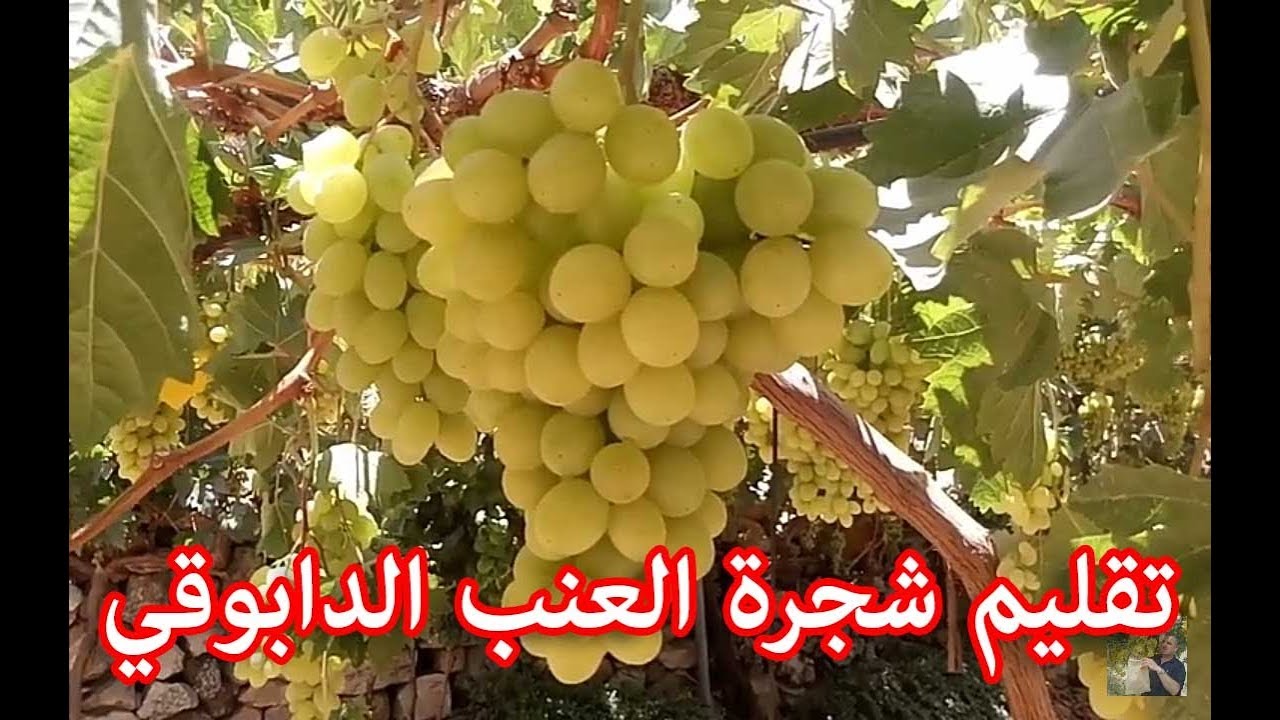 تقليم شجرة العنب الدابوقي | Pruning Dabuki grape vines