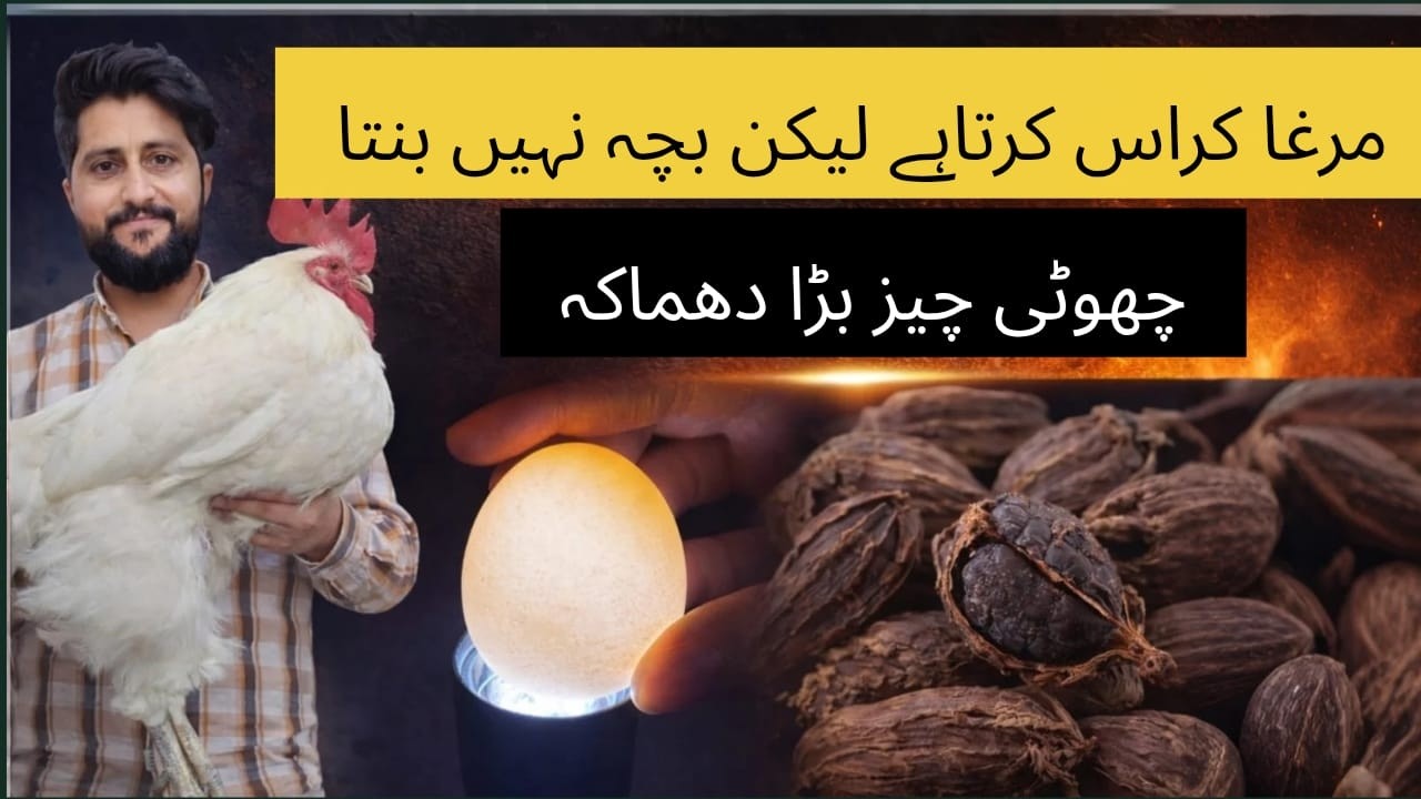 Murgha Theek, Phir Bhi Anday Infertile? Asal Wajah Kya Hai? Treatment #trending #viral
