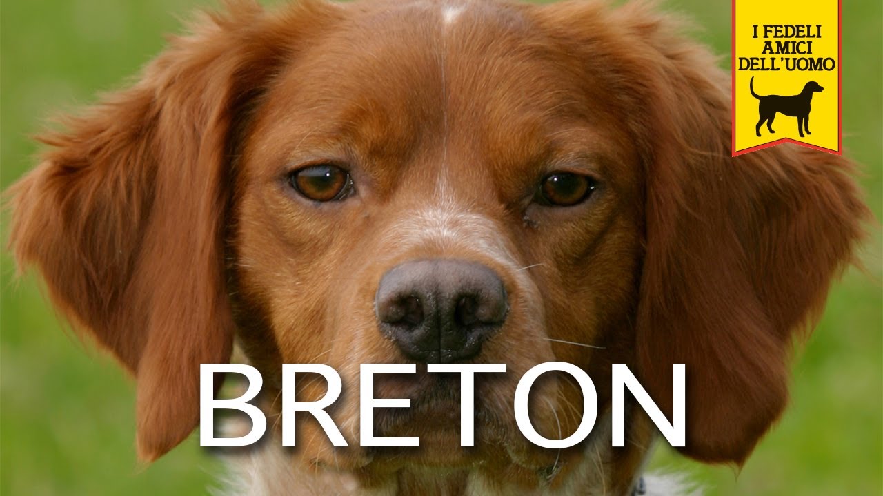 EPAGNEUL BRETON (cane da ferma)