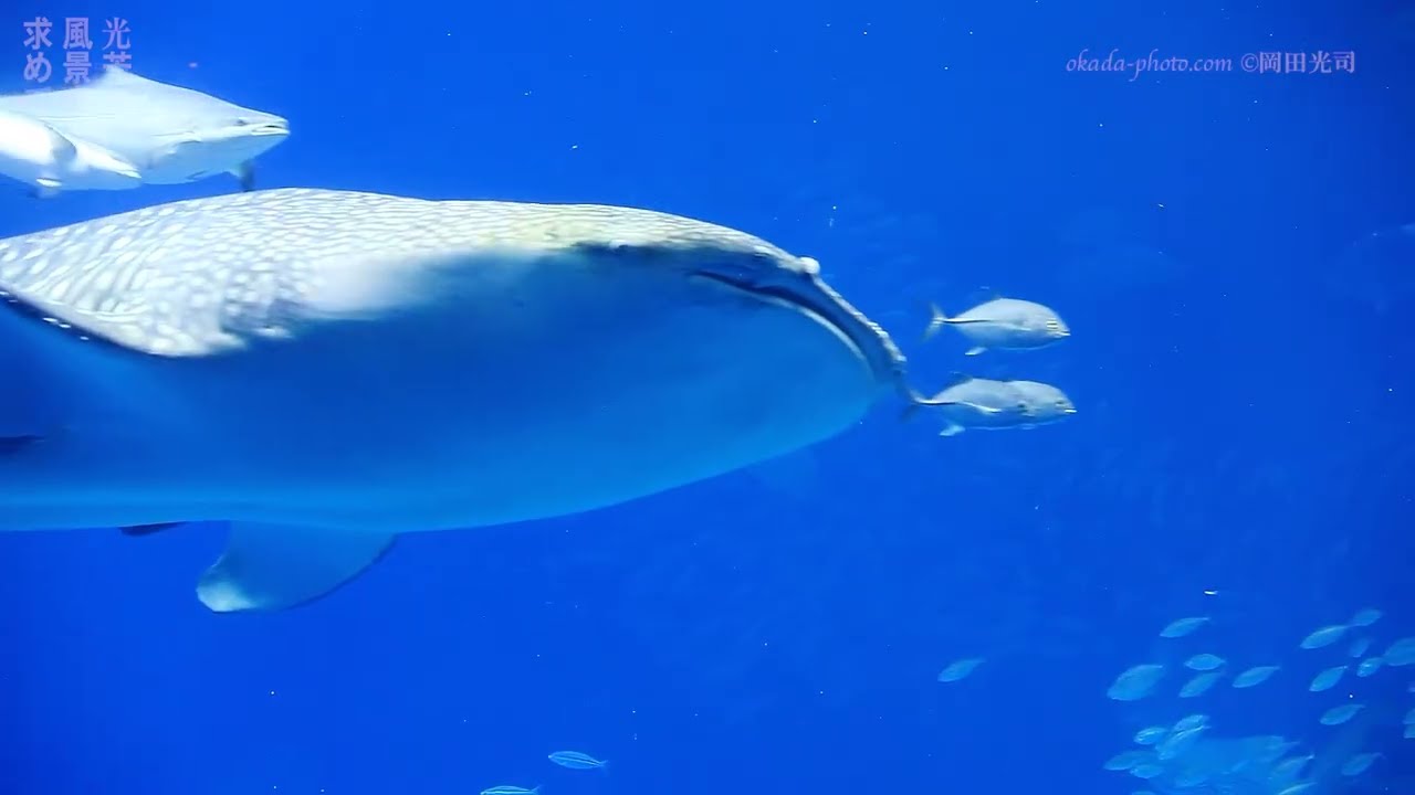 ジンベエザメ 沖縄美ら海水族館