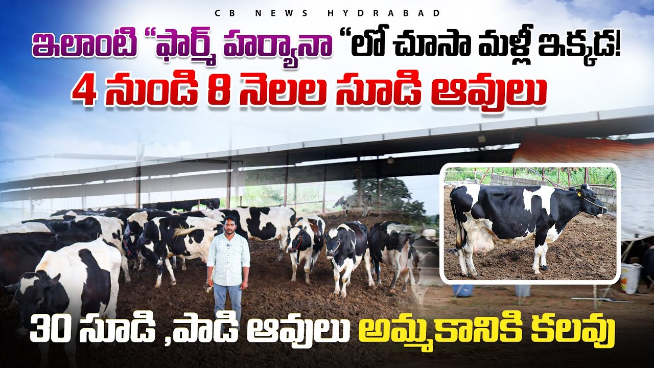 Pregnant Cows for sale | 30 సూడి ఆవులు అమ్మకానికి కలవు| 25 లీ.30 లీ పాలు ఇచ్చే ఆవులు! ధరలు? HF Cows