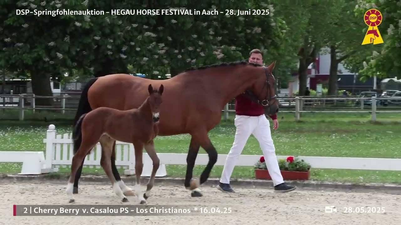 Lot 2 v. Casalou PS / Los Christianos