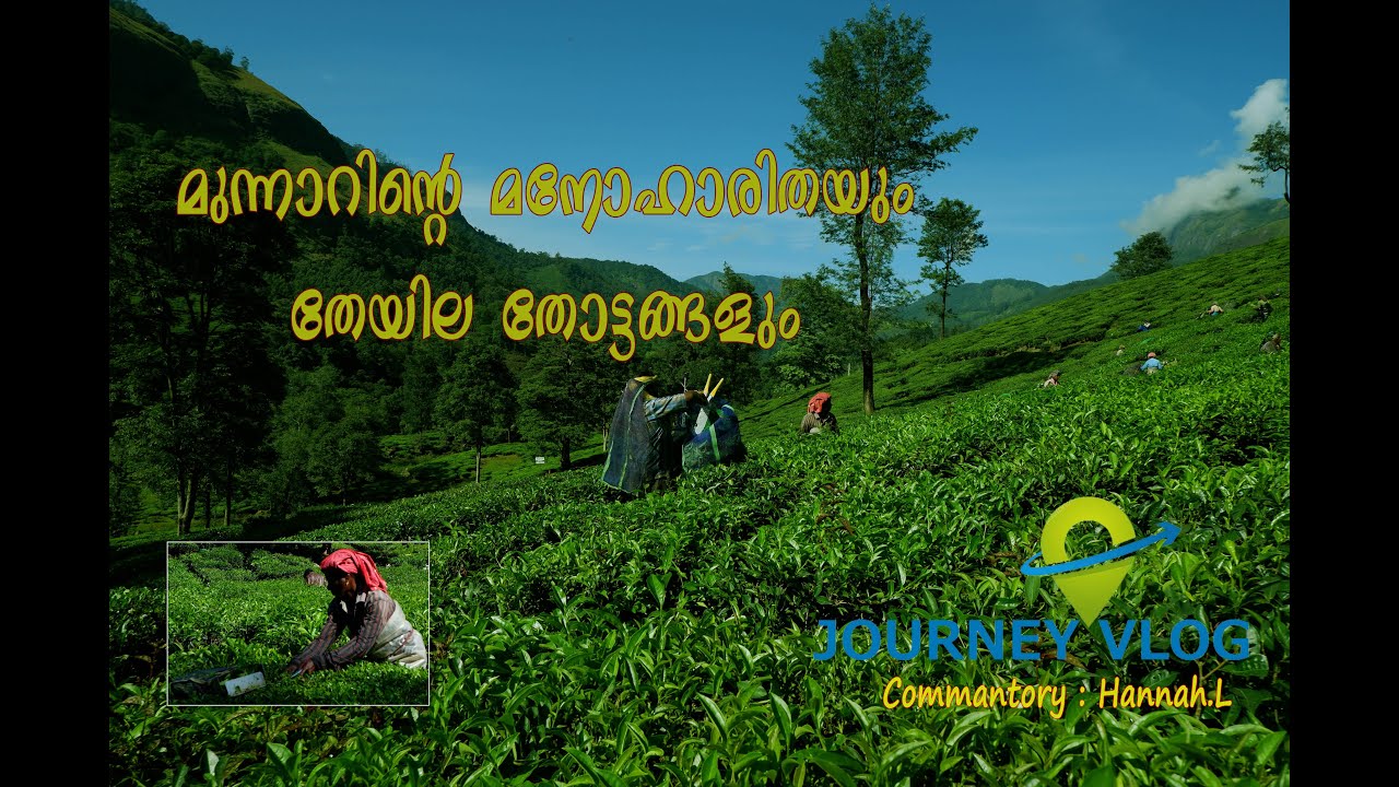 Munnar tea estate