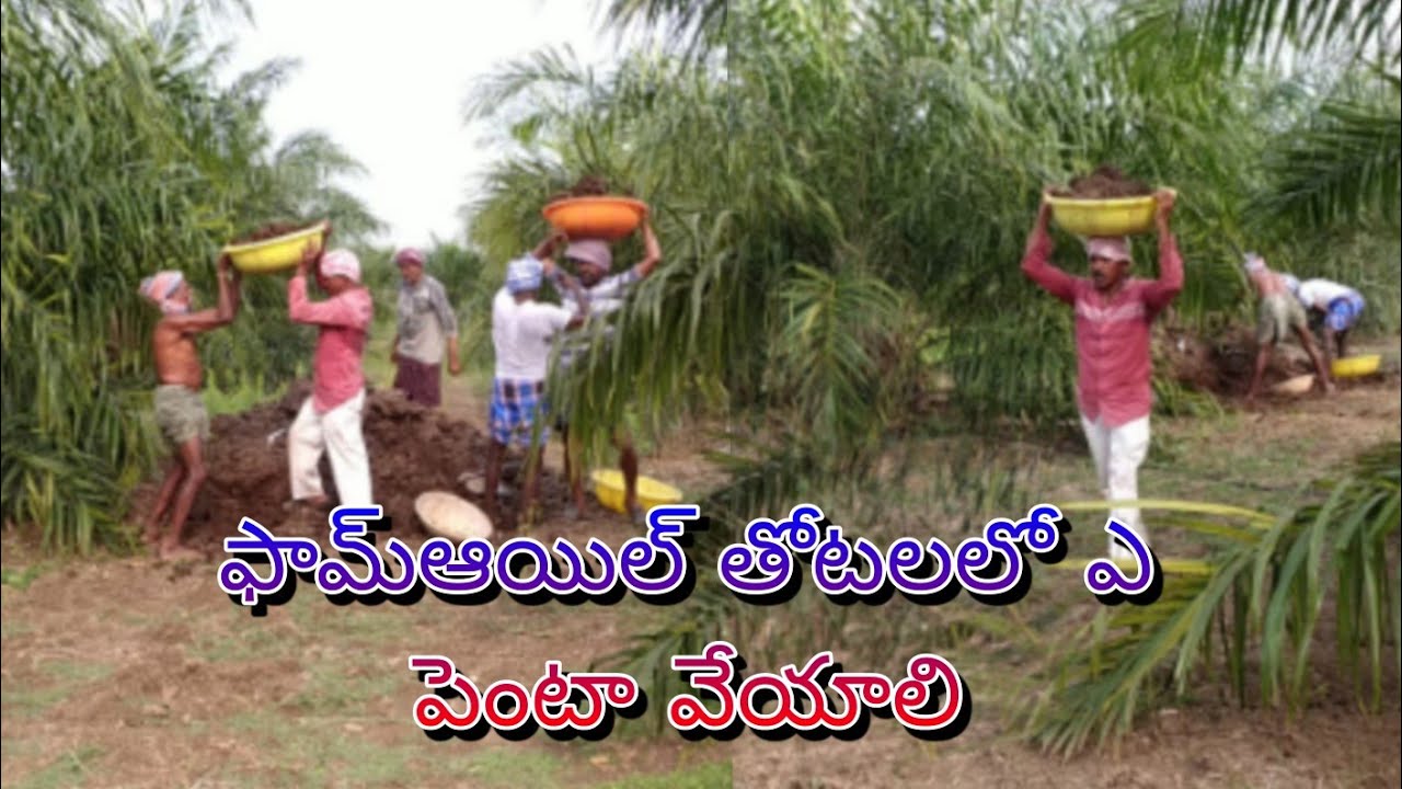 ఫామ్ఆయిల్ లొ పశువుల పెంటా వలన ఉపయోగలు ఎంటి