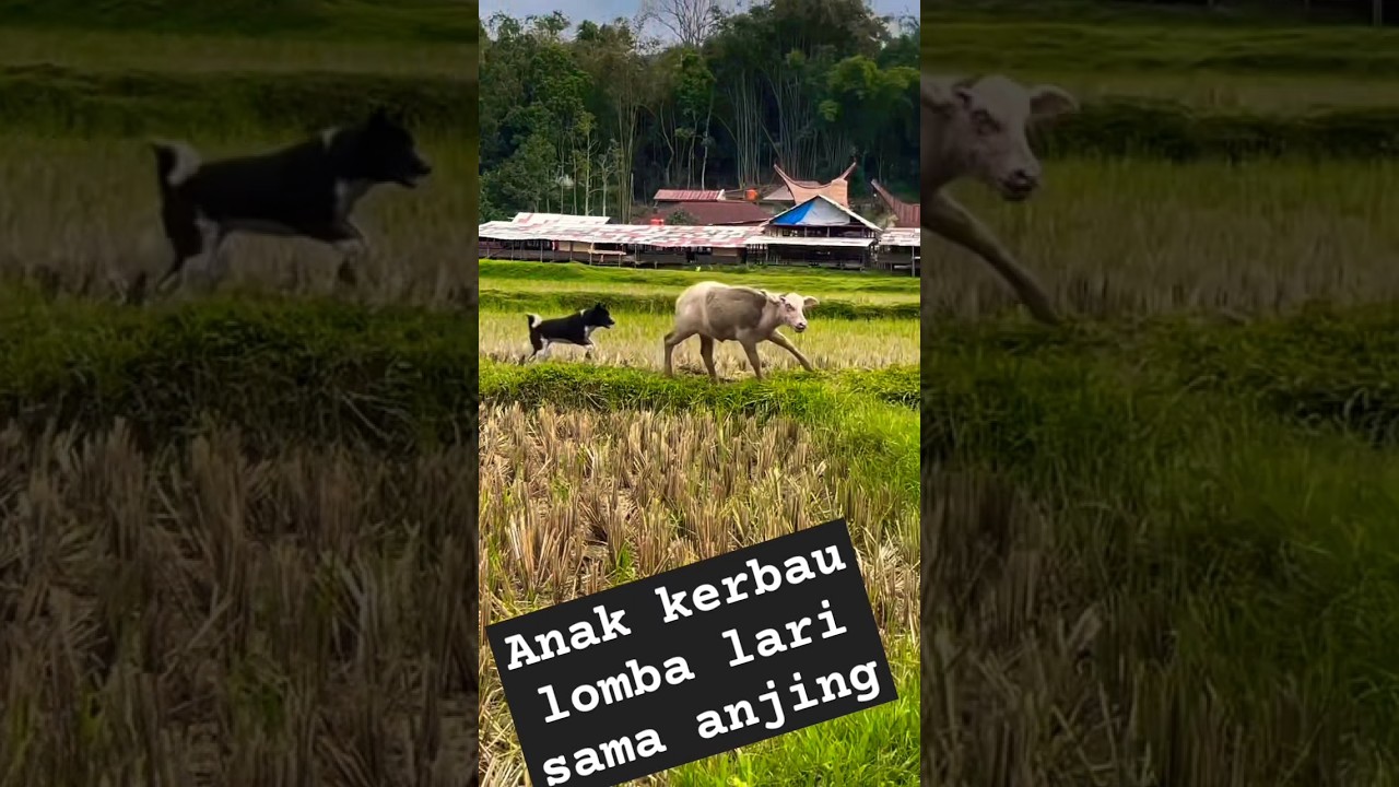 anak kerbau Lotong bokok #kerbaubule #animals #kerbaujumbo #saleko #trau #buffallow #kerbaulangka