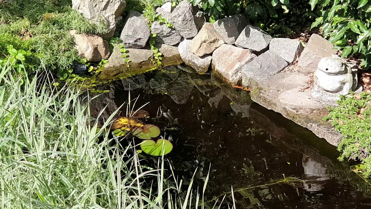 Natuurvijver met heel veel vis